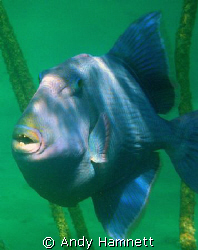 Blue Trigger turned towards me and warned me off. I took ... by Andy Hamnett 